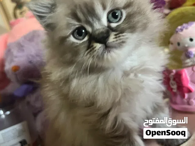 قطط همالايا كتن ذكور واناث العمر 50 يوم للبيع من اصول نقيه
