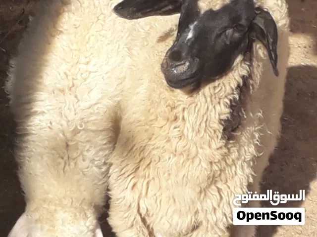 زوز إفطايم برقاويات عمرهم 4شهور إفاطايم ماشاء الله لا قوة إلا بالله خاليات من جميع العيوب سعر الواحد