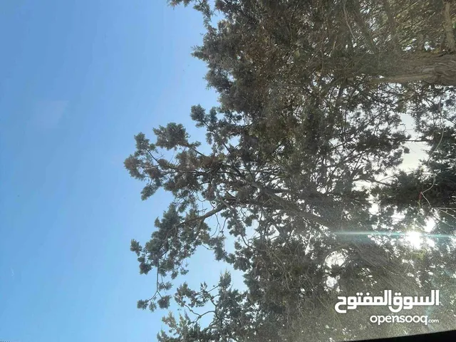 نيسان قشقاي