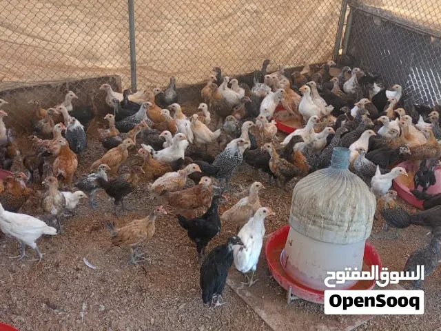 دجاج محلي العمر 3 اشهر للبيع بسعر 1 ريال ويوجد خدمة توصيل عند الشراء بالجمله