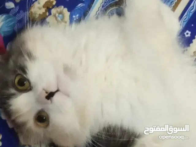 قطه تبني العاجل