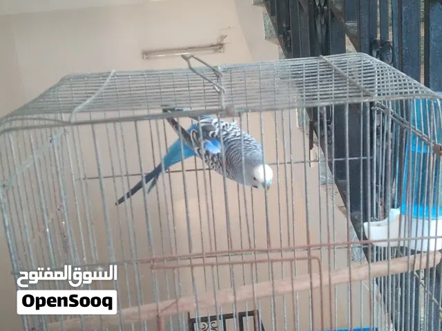 طرف عصفور بقلينو ربي بارك  سعر سوم والله مانعرف سعر