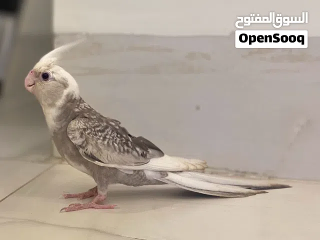 كوكتيل للبيع
