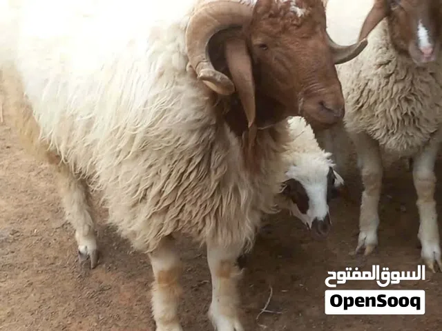 كبش رباع لاقوة الا بالله