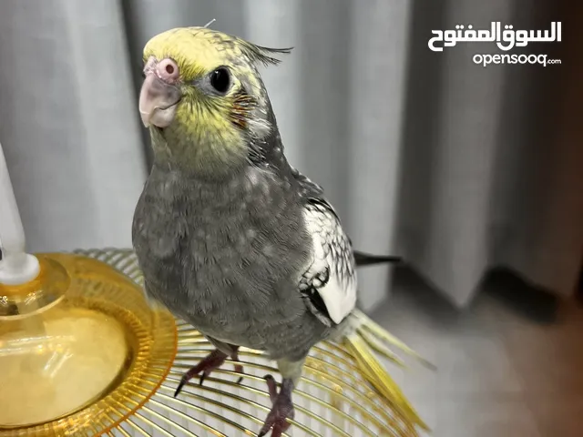 فرخ كوكتيل اليف وهدد