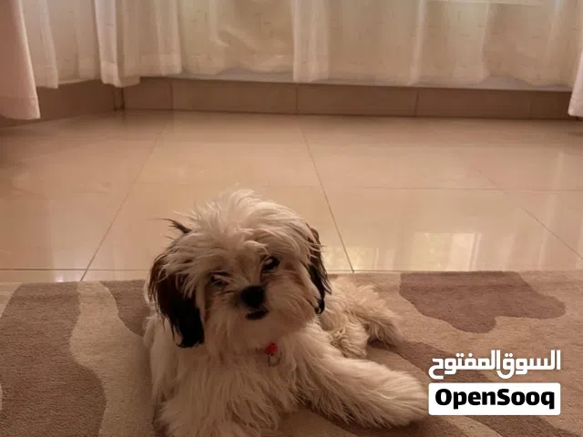 5 Months Female Shih Tzu Puppy for Sale