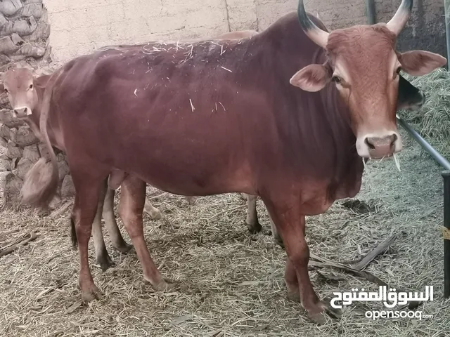 للبيع ثور محلي انتاج المزرعه