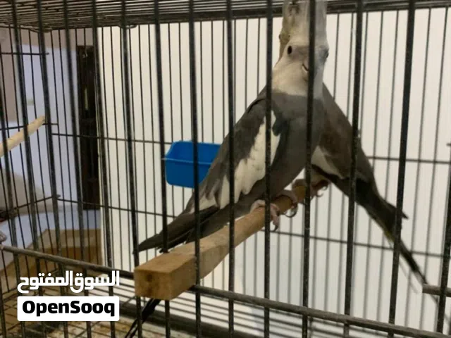 كوبيا كوكتيل