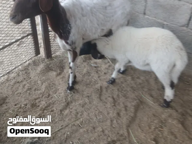 نعجة سنها اول جمع تحتها فطيمه عمر فطيمتها تلات شهور ونص