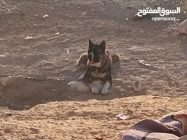 كلب اكيتا امريكي عمر 9 اشهر داخل يطا
