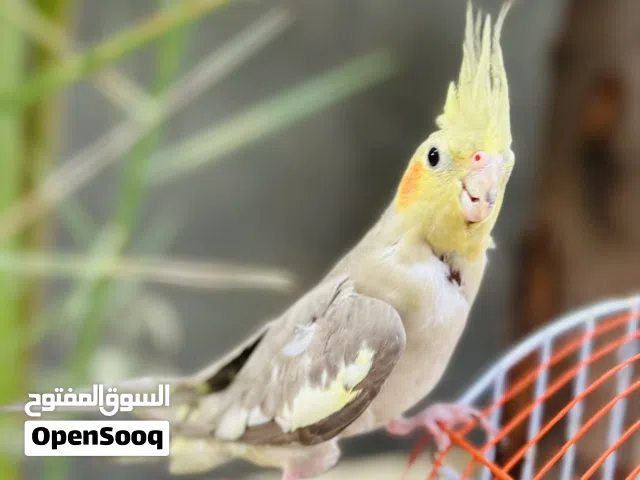 للبيع كوكتيل شتريته واريد ابيعه لئن هامله وخطيه الي يريد يشتريه يتواصل وياي