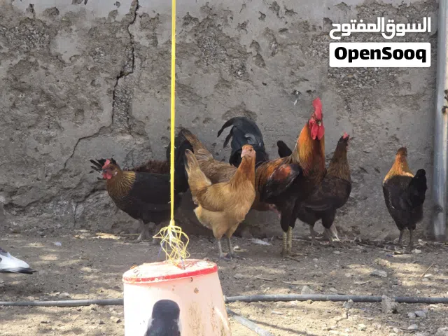 دجاج عماني للبيع
