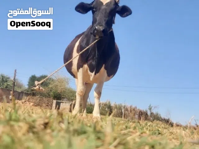 بقره للبيع /ماشاءالله تبارك الله اللهم بارك اللي جاد في الشراء يتواصل على الرقم