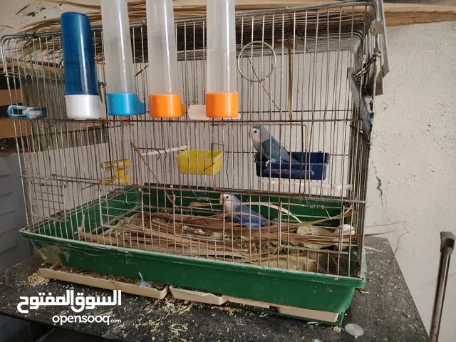 طيور روز فايلوت أزرق وايت فيس. Rose-blue violet Rose bird