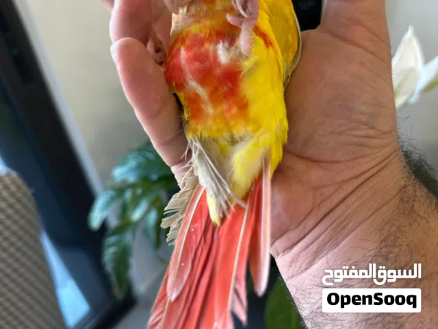 ببغاء صن شيك