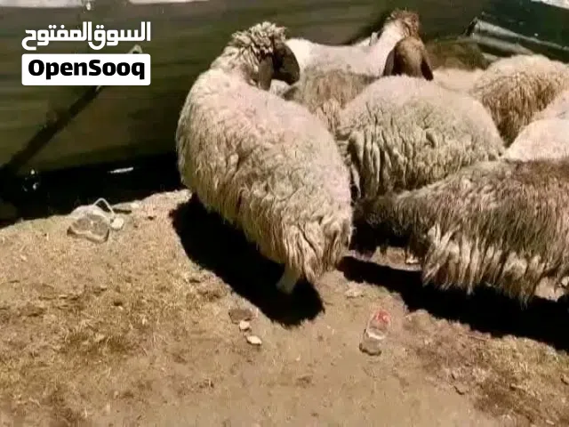 حرررق اسعار ذبأئح بلدي