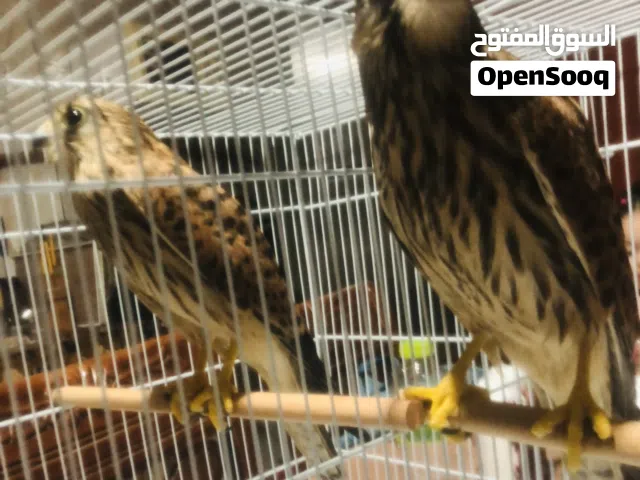 كوبيه ربي يبارك فروخ عمر تلات شهور مروضات اعادة عرض لعدم جديه ف شراء