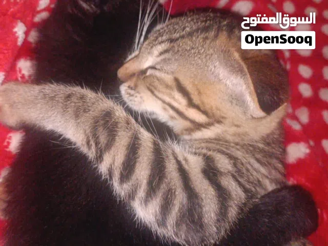 adoption for both cats