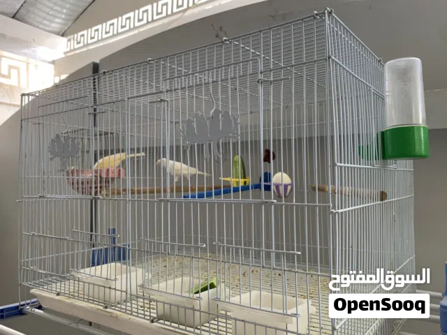 كناري نثيه و فحل + قفص كبير