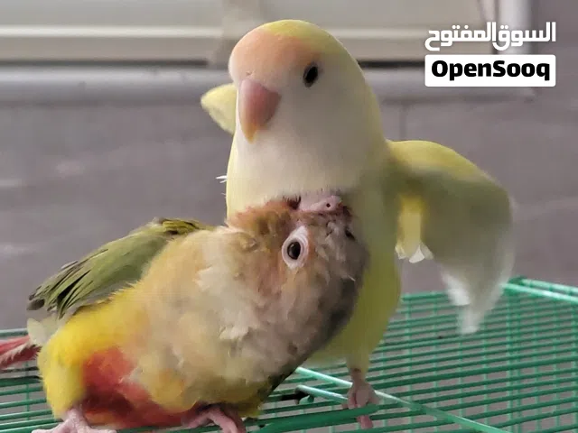 غندوره بيع او مراوس بكانيور