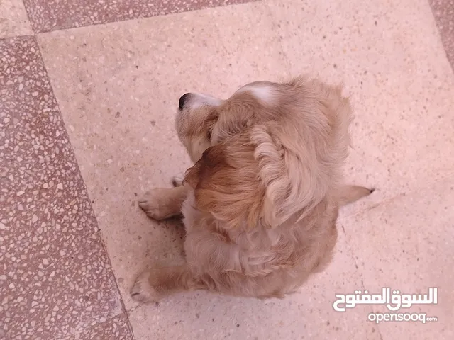 كلب عمر شهرين بيور