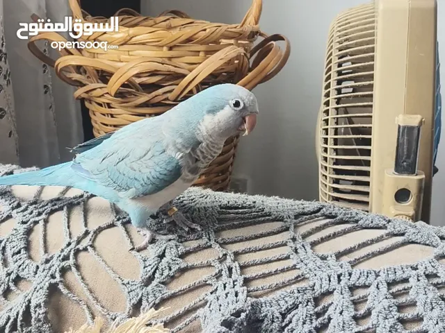 ببغاء كويكر ازرق سماوي اليف عجينه متحدث بطلع على الايد والكتف هدد داخلي ثوب كامل جناح كامل شوف الوصف