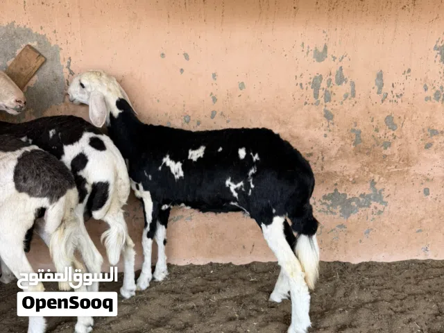 حمله نجديه مد وشاور ما شاء الله
