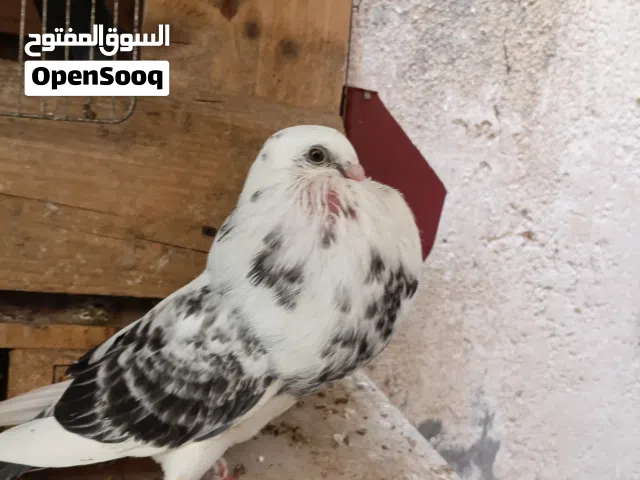 كاديتانو خوت العش وبوزيان و4 طروف مصري خوت العش