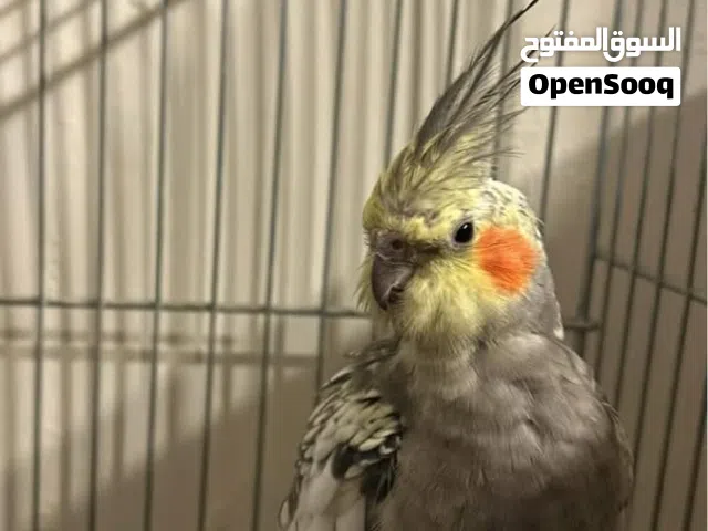 عصافير كوكتيل عدد 2 و عصفورين حب