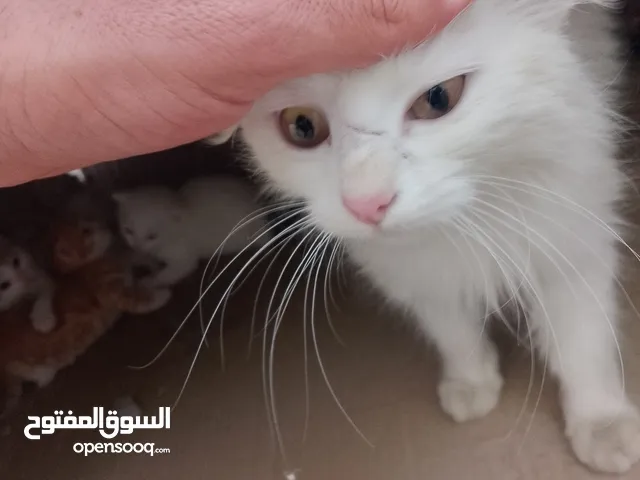قط اليف معها اربع عمرهم شهرين