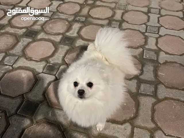 كلاب بومرينيان
