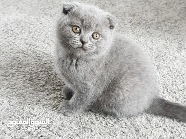 Healthy Scottish Fold Kittens for sale