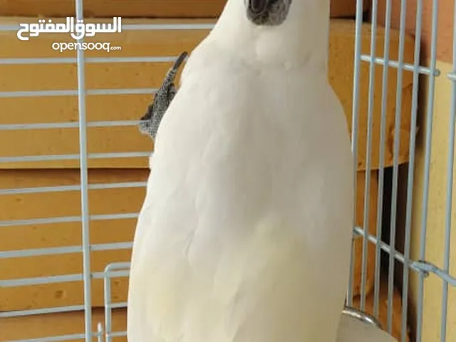 ببغاء كوكاتو