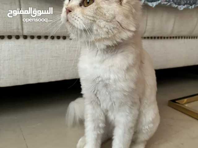 قط للتبني cat for adoption