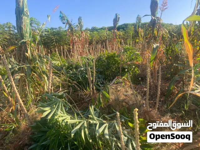 مهوجو للبيع . سعر ممتاز وجوده عاليه ما عليها كلام. 500 بيسه للكيلو 11.500 ريال للجونية 25 كيلو