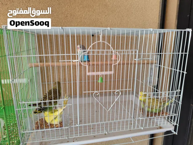 طيور بادجي للبيع