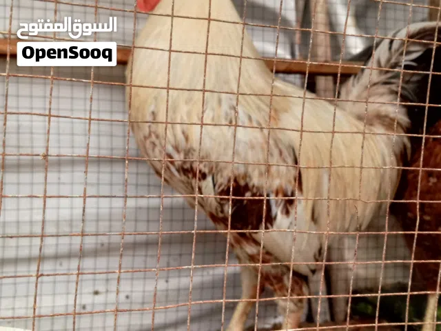 ديج شوكي نضيف وصحه وعافيه نعمه  يشد للبيع