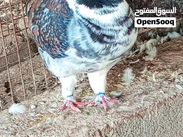 ذكر مدينه امريكي وزوج مدينه اوروبي بلوا بار الذكر قيمته عشره ريال والزوج عشره للبيع او البدل بنفاخ