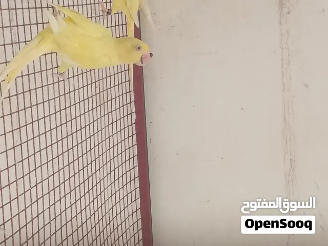 ازواج دره ممتازات