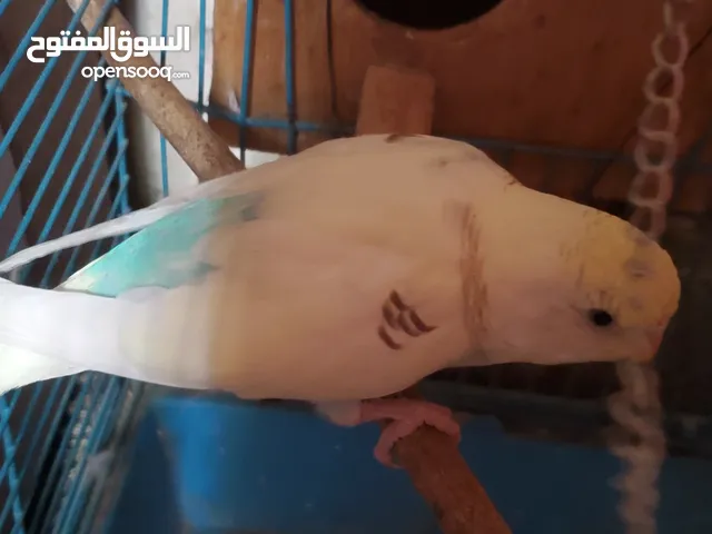 طير للبيع