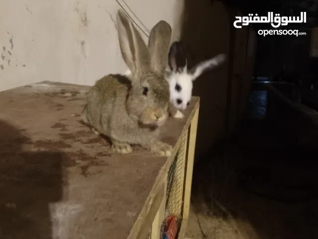 السلام عليكم أقرا الوصف