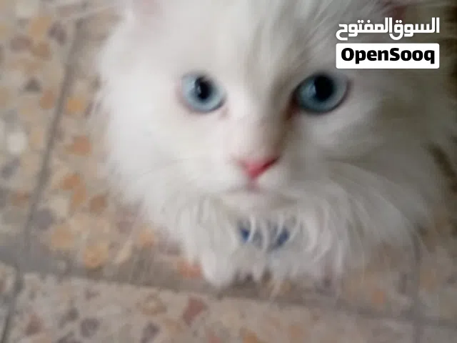 قط للتبني عمر ثلاثة اشهر