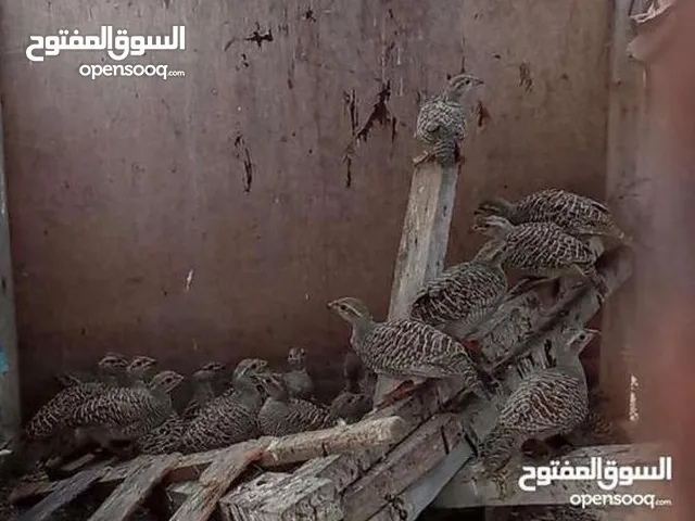 صفارد عمانيات للبيع