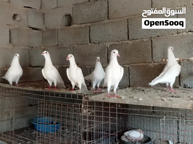 حمام لاحم 6اجواز امصوقرات