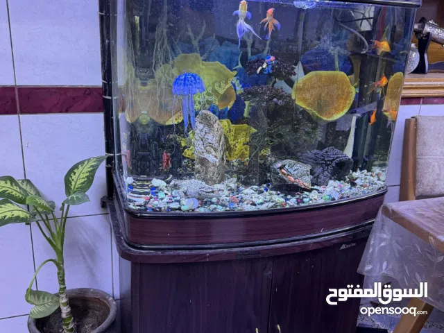 بي مجال ااااا