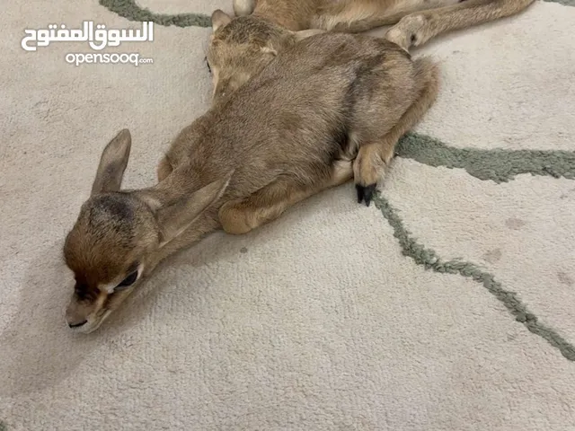 غزلان الدماني وريم الاعمار سبوع