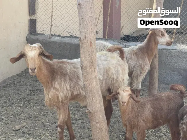 للبيع شاه من حلال الجواميد تحتها سخله