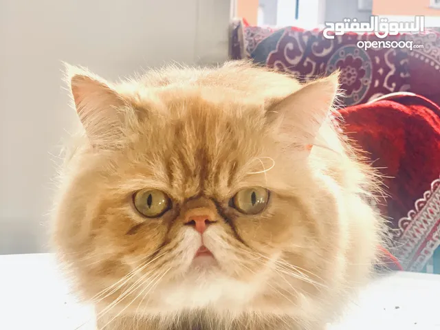 Chat persan peke face pur race