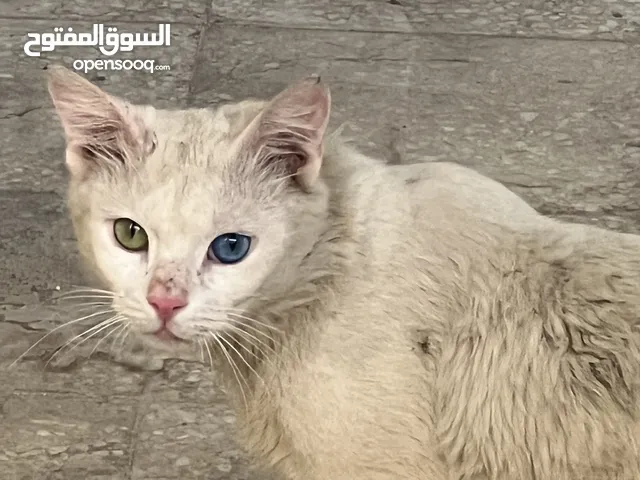 عيون مختلفه