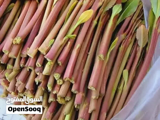 ختاتيف القات الارحبي العال